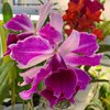Laelia purpurata var.flammea(Seidel)
